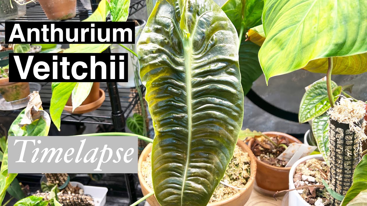 Anthurium Veitchii Growth Timelapse YouTube