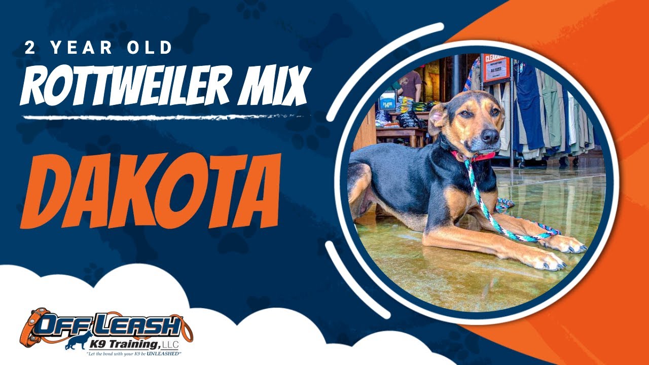 ROTTWEILER-MIX BREED, 2 YEAR OLD, DAKOTA | Best Dog Training Central ...