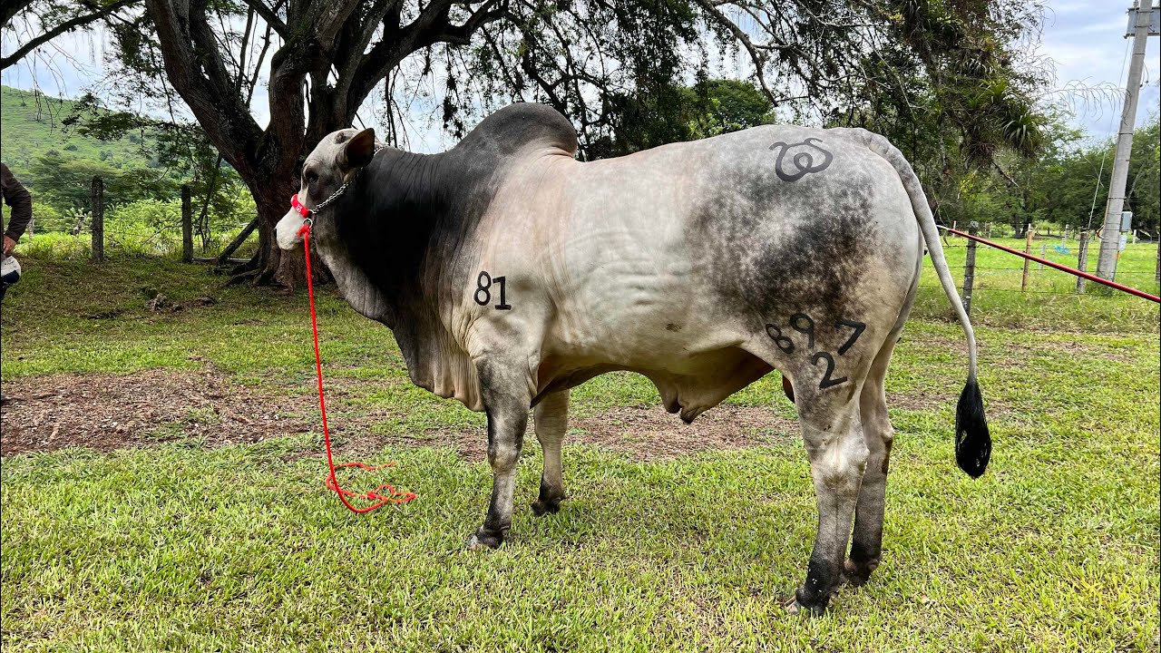 NEROLE  debería ser tu raza FAVORITA