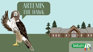 Celebrity Animal Spotlight | Meet Artemis the Red-Tailed Hawk | Animal Facts For Kids Wealth