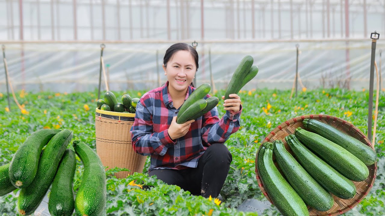 Harvesting Golden Zucchini for the market