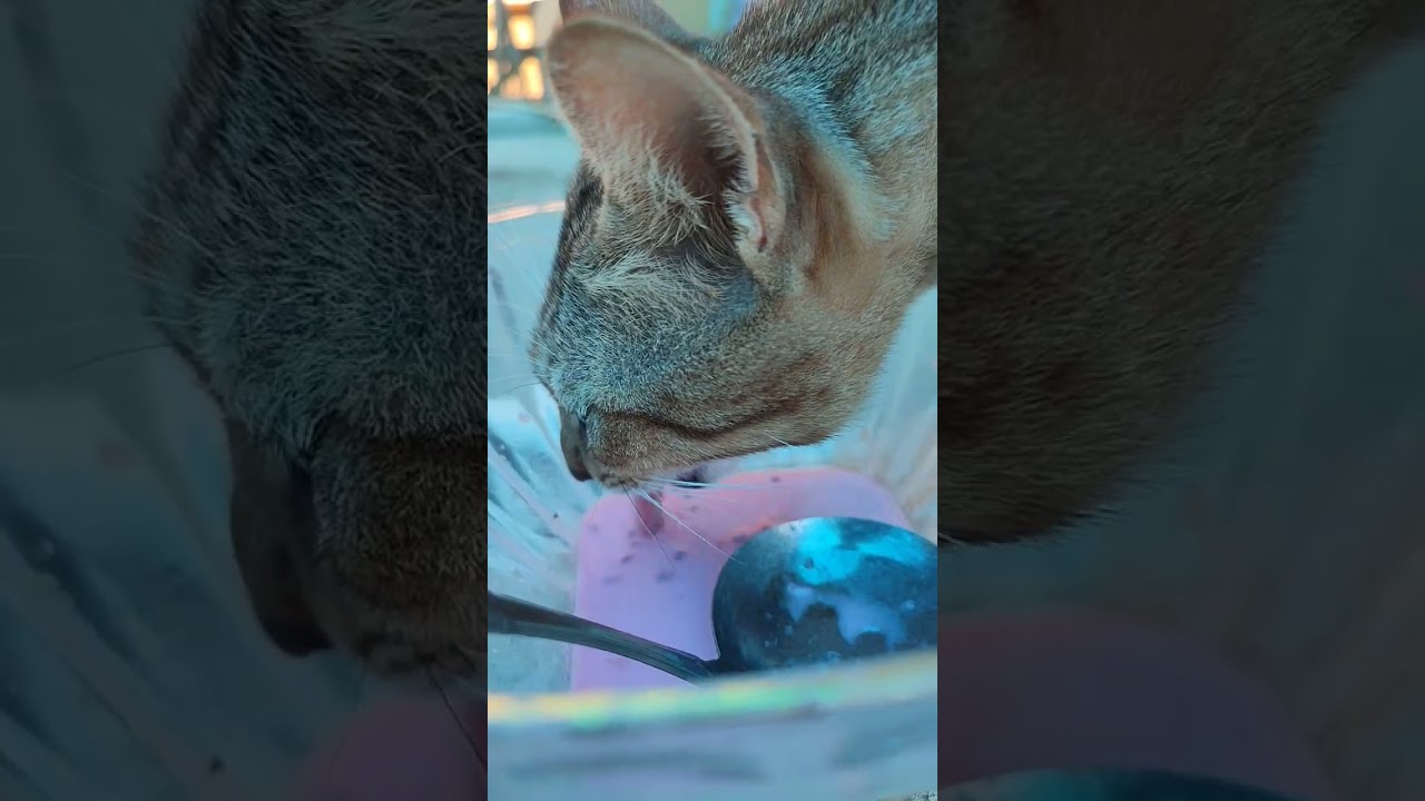 Funniest Cat Fails of the Week😂🐱