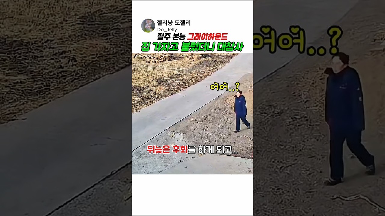질주 본능 그레이하운드, 집 가자고 불렀더니 대참사ㅋㅋ