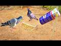 How Bird Traps Work | Wildlife Education |Creative DIY Bird Trap Using Bacchus Bottle