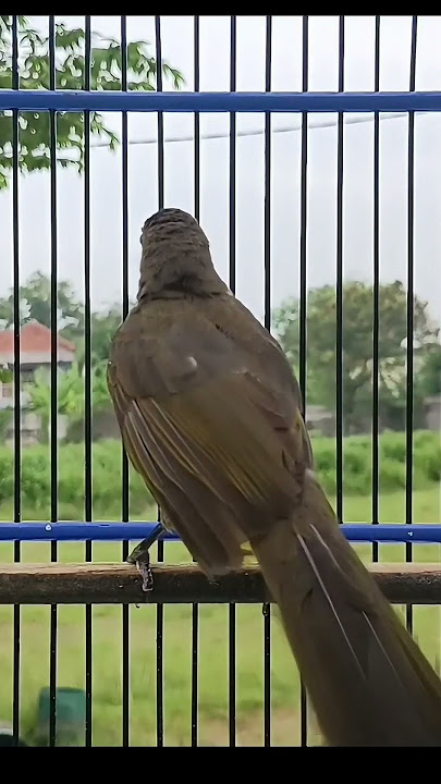 Suara Burung Rengganis Bikin Nyaut Bunyi Emosi #rengganisgacor #rengganis #burung #cucakwilis #birds