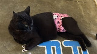 When You Need Use Cat Math To Get Through The Day