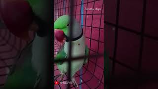 Speaking Parrotfull Video On Youtube Channel