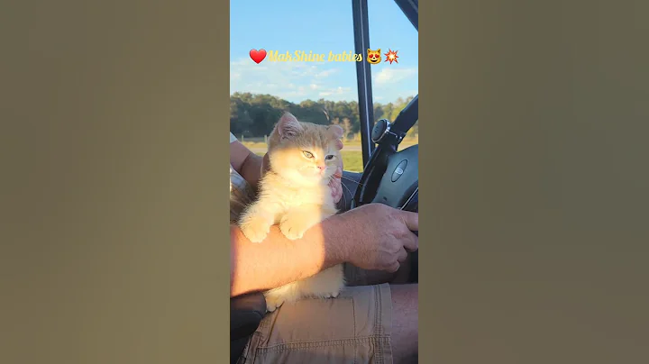 Video 778301: british shorthair, happy kitty, kitty girl