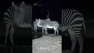 Zebras at Night… This Gets Weird Fast
Location: Namib Desert, Namibia
Powered by Gondwana Collection Namibia
Book your stay today and make your desert adventure a reality.
https://safarispecials.travel/?a=namcam
Watch NamibiaCam LIVE:
https://www.youtube.com/watch?v=ydYDqZQpim8
Support the channel:
https://www.youtube.com/@NamibiaCam/membership
Second Channel:
https://www.youtube.com/ @GondwanaCollectionNamibia
Namibia is home to incredible, uniquely adapted wildlife. By watching and sharing, you help showcase and protect these wild spaces. Zebras at Night… This Gets Weird Fast