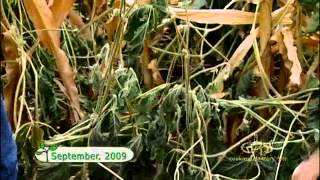 Growing Cover Crop with a Cash Crop