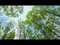 [Playlist] Start Your Day With Coffee - Golden Hour Forest with Soft Piano for Positive Energy
