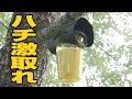 【スズメバチ駆除】ハチ激取れを設置【スズメバチトラップ】　Apparatus for disinfection wasps