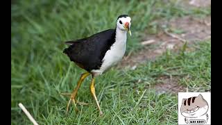 TIẾNG QUỐC MỒI MỚI NHẤT 2023 MS1 | Suara Burung Wak Wak ,Burung Ruak Ruak