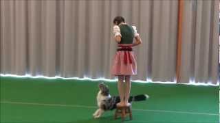 6.Internationales Waldheimat Dog Dance Turnier.Preebeginner Berfin&Enya by xoxSHISHIxox 1,774 views 11 years ago 2 minutes, 18 seconds