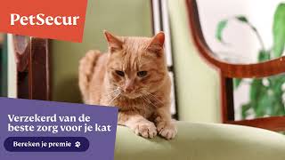 Verzeker Je Kat Bij Petsecur 1920X1080 Versie 2 Petsecur