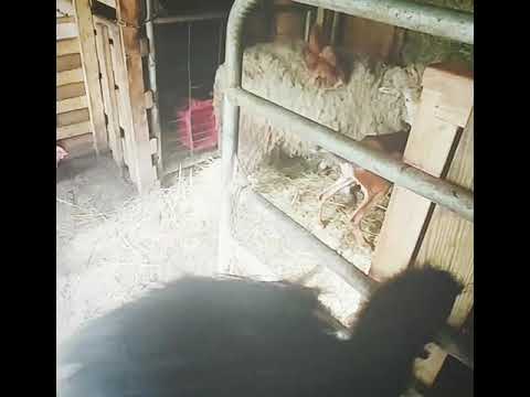 Chicken riding Sheep - YouTube