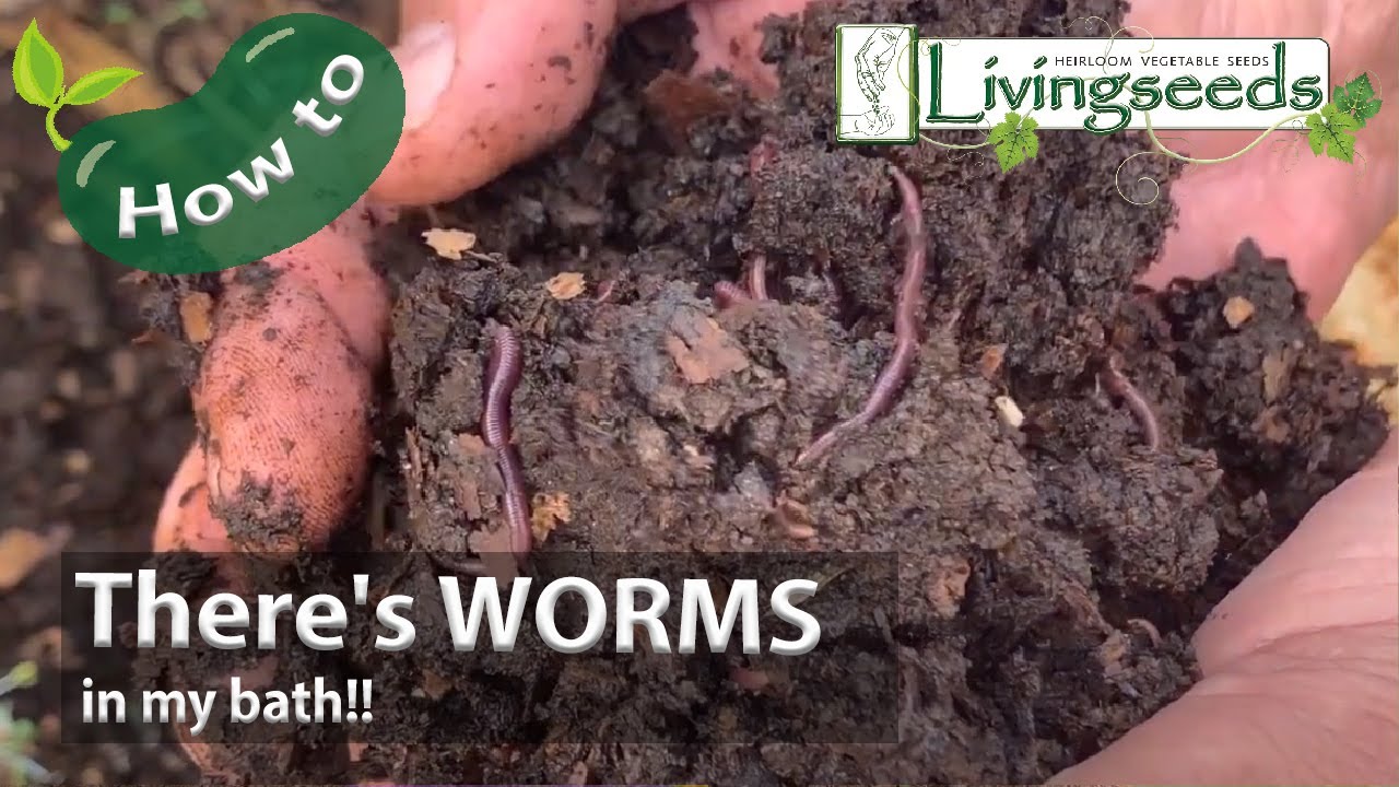 There's WORMS in my bath!! YouTube