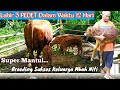 Breeding Sukses || 12 Hari Lahir 3 Anak Sapi Lucu Di Kandang Sapi Mbah Niti Dari 3 Induk Super