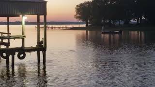 Huge Shad Spawn on Lake Fork