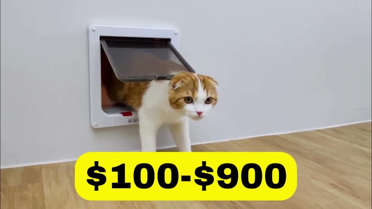 How Much Does It Cost To Own a Cat in 2024 Clever Cat Corner YouTube