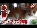 鳥取地震。猫は地震を感知する?揺れる前に気が付いた猫達【瀬戸の猫部屋日記】There was an earthquake this daytime Cat'sroom