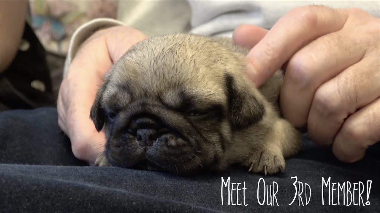 10 week old pug puppy