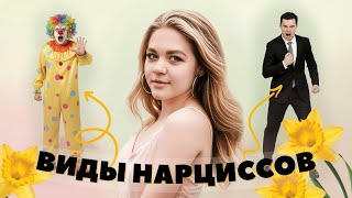 видео: Виды нарциссов — 3 самых опасных типа картинка: Виды нарциссов — 3 самых опасных типа