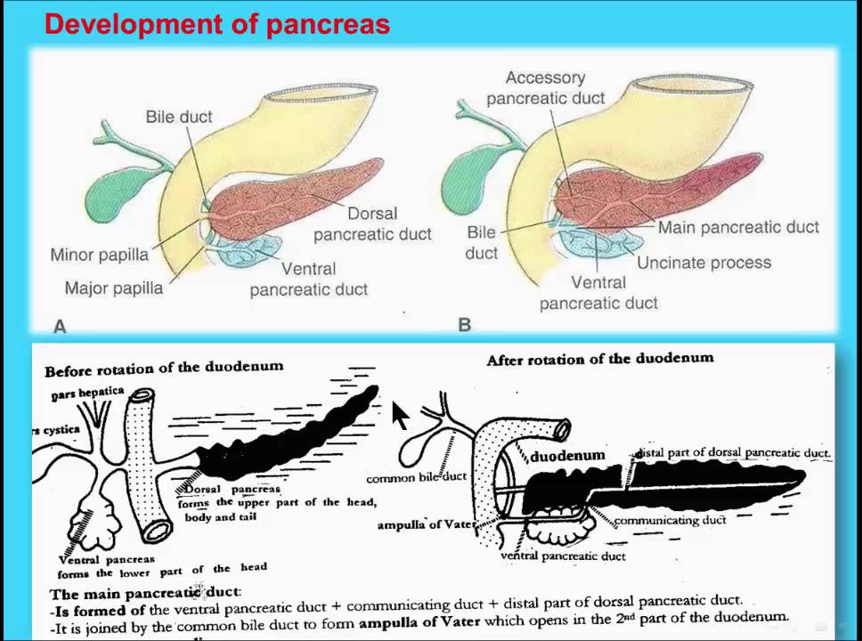 Digestive system) 11 Development of pancreas - YouTube