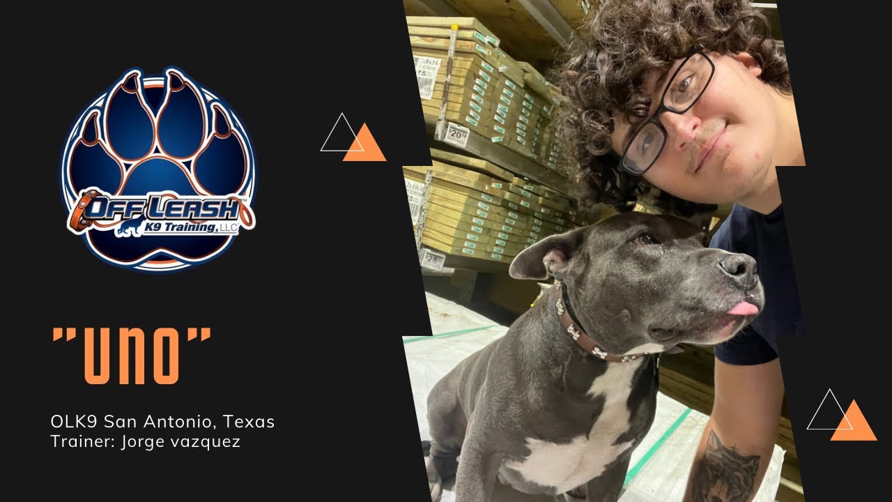 Uno” 3yr old pitbull mix| timid and reactive to well mannered