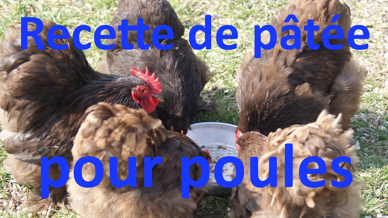 Faire Une Pâtée Pour Les Poules