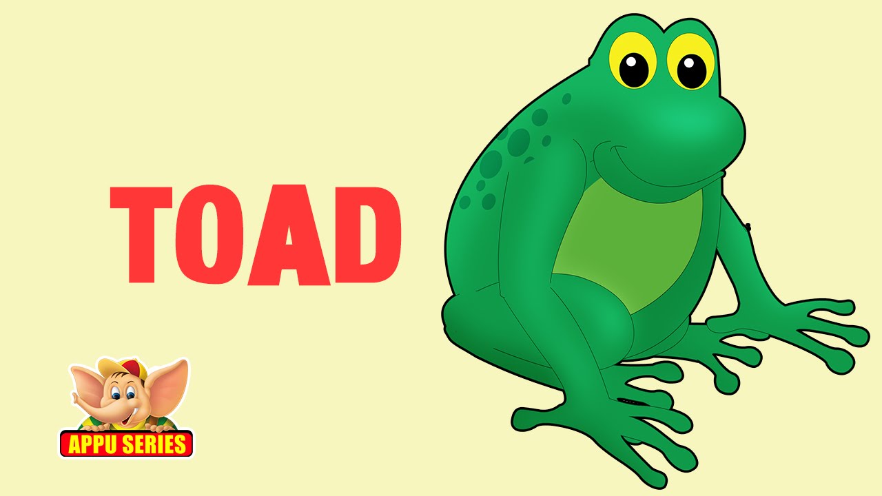 Animal Sounds Toad YouTube