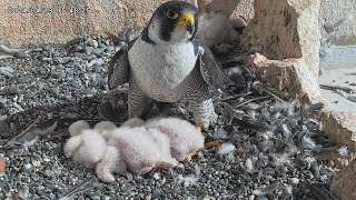 Osaka Peregrine Falcons/2024-04-19/ 1st chick moves to the corner