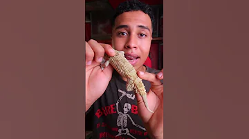 البرص المصري يغزو اسرائيل Shorts 