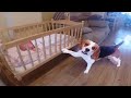 Cute beagle dog rocks baby to sleep in the sweetest way