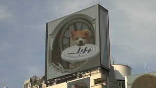 Giant 3D dog leaps between billboards in Tokyo