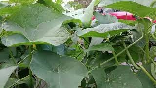 VOCÊS SABIA QUE AS FOLHAS DO CHUCHU E OS BROTOS E AS FLORES SÃO COMESTÍVEIS 