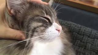 撫でられて満足そうな猫 ノルウェージャンフォレストキャットcat satisfied with being stroked.Norwegian Forest Cat.