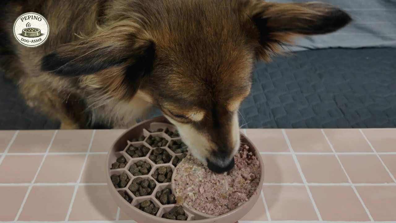 Dog Lick Mat ASMR | Deep Groove – Daily Feeding (Wet & Dry Food) (5 Minutes)