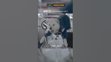 Animals in Zero Gravity – You Won’t Believe Their Reactions! #unbelievable #knowledge #Discover