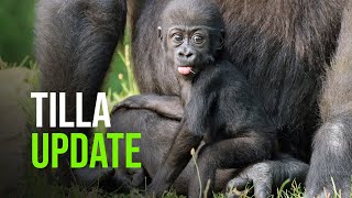 Tilla The Gorilla: From Infant to Toddler in 6 Months!