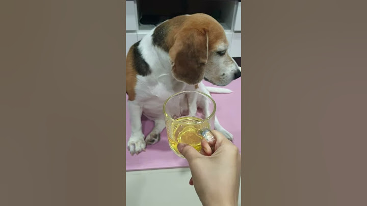 술친구 해주는 강아지 비글 깨글이 beagle