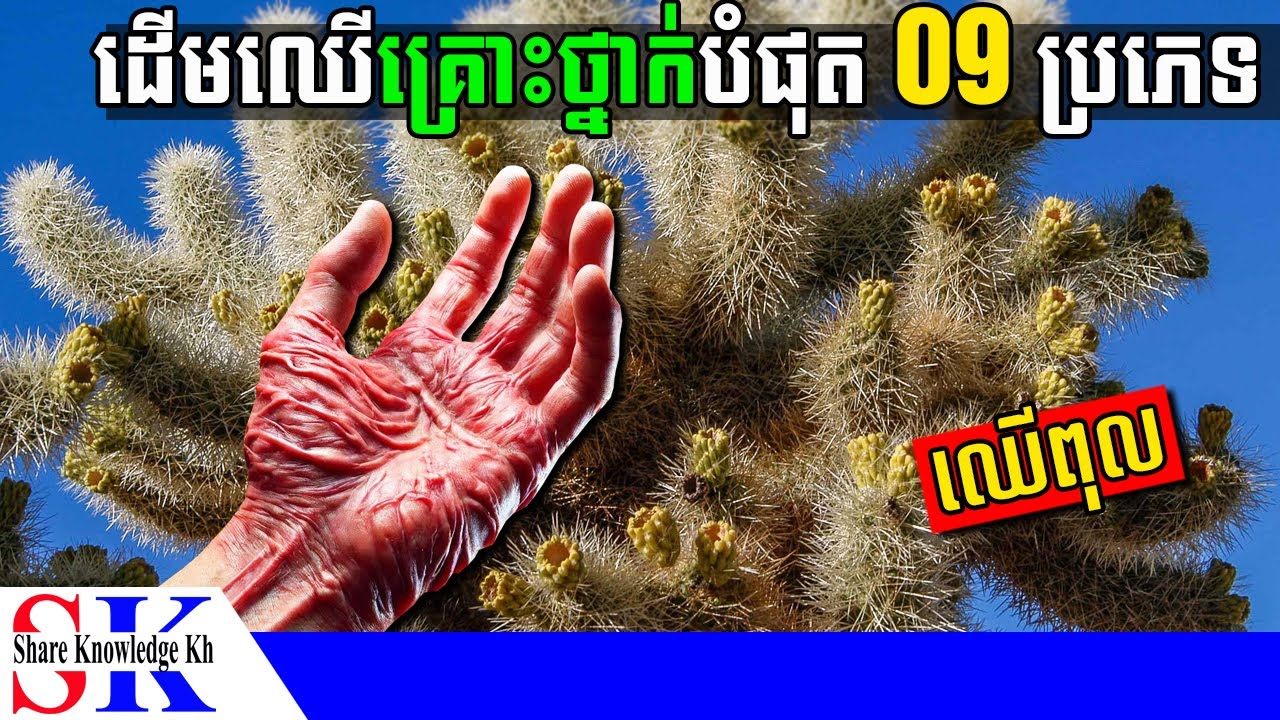 ដើមឈើគ្រោះថ្នាក់បំផុត 9 ប្រភេទ នៅជុំវិញពិភពលោក