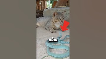 Tại sao Mèo không sợ Rắn Độc 😰 #shorts