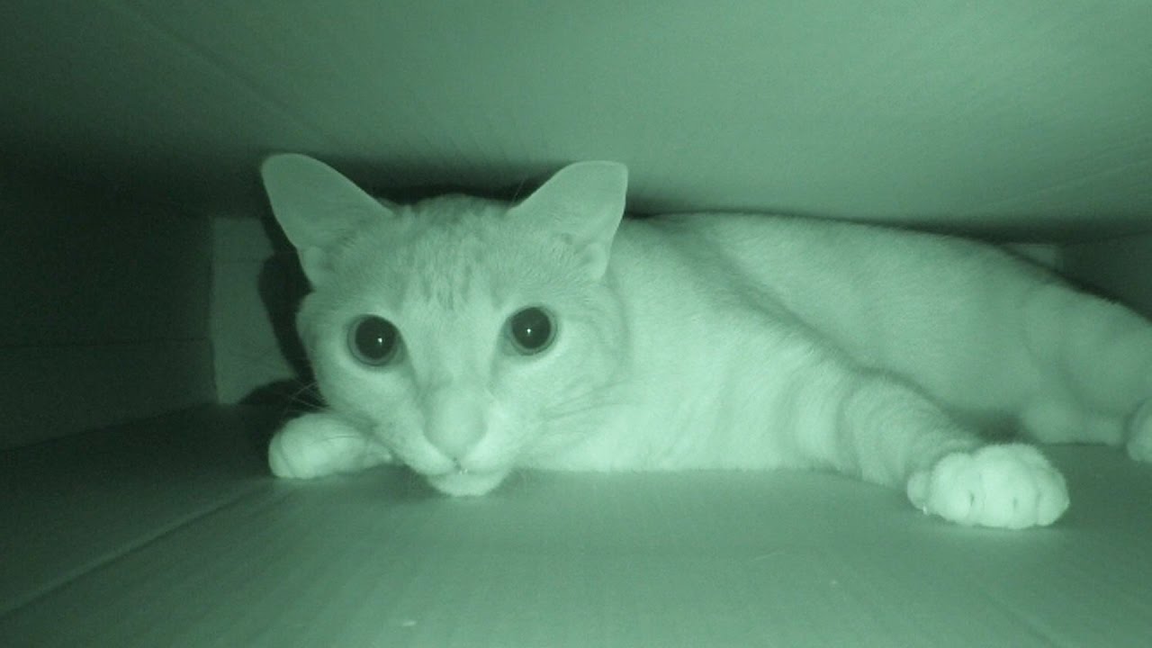 crepuscular antonym Are Your Cats Most Active At Night?