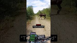 Moose Charges And RAMS Biker 😮