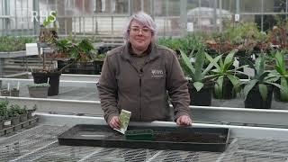 How to grow microgreens at home | Grow Your Own | The RHS screenshot 5