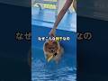 犬の水泳