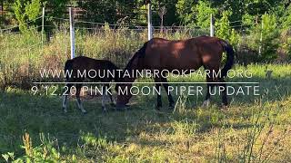 Pink Moon Piper 6.12.20 update