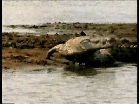 CROC ATTACK STEALTH