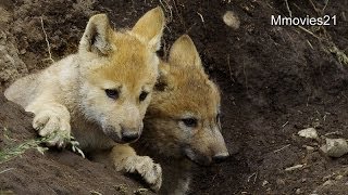 穴から顔出す赤ちゃんオオカミ〜Wolf　cubs came out from the hole